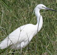 Aigrette garzette