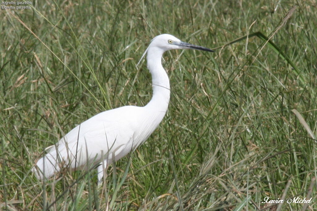 Little Egret