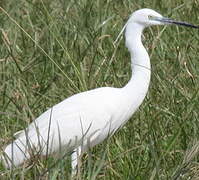 Little Egret