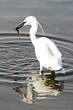 Aigrette garzette