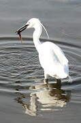 Little Egret