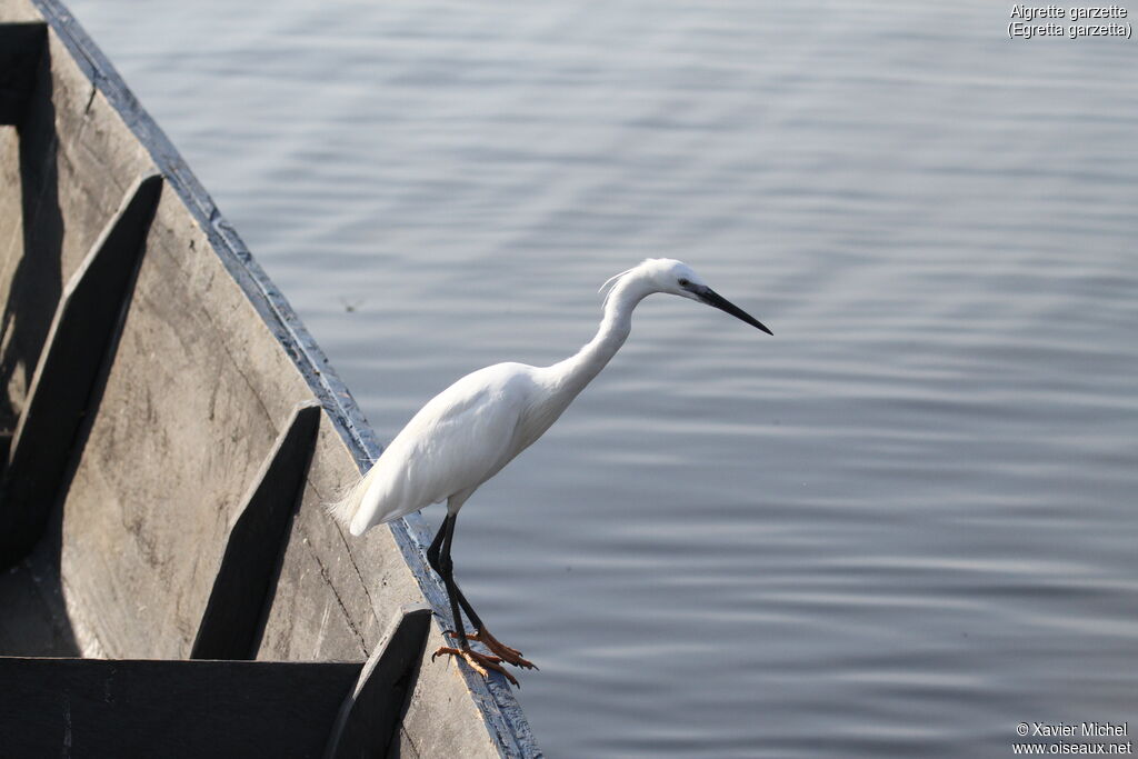 Little Egretadult, identification