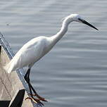 Aigrette garzette