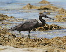 Pacific Reef Heron