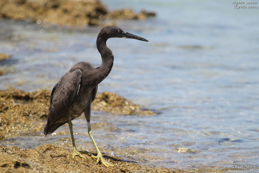 Pacific Reef Heronadult, identification