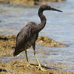 Aigrette sacrée