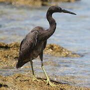 Pacific Reef Heron