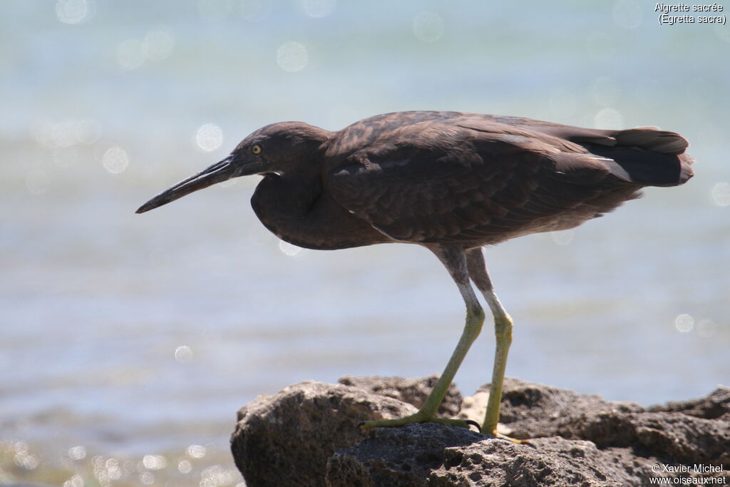 Pacific Reef Heronadult, identification