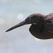 Pacific Reef Heron