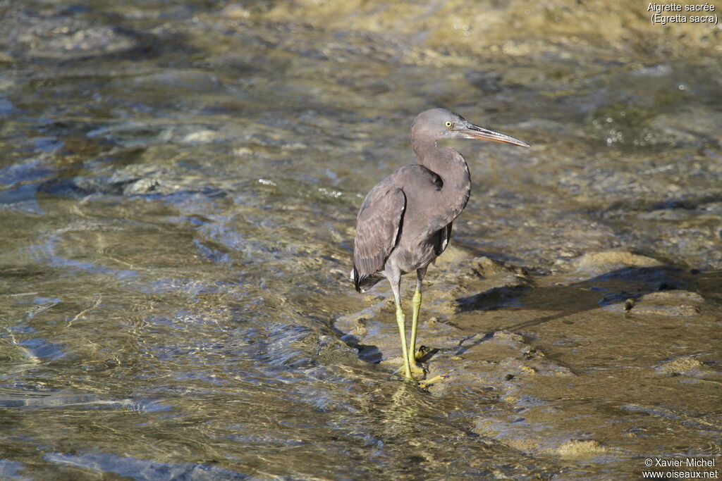 Pacific Reef Heronadult, identification