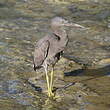 Aigrette sacrée