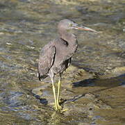 Pacific Reef Heron