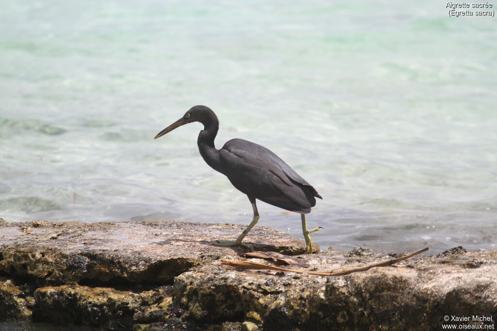 Pacific Reef Heronadult