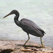 Pacific Reef Heron