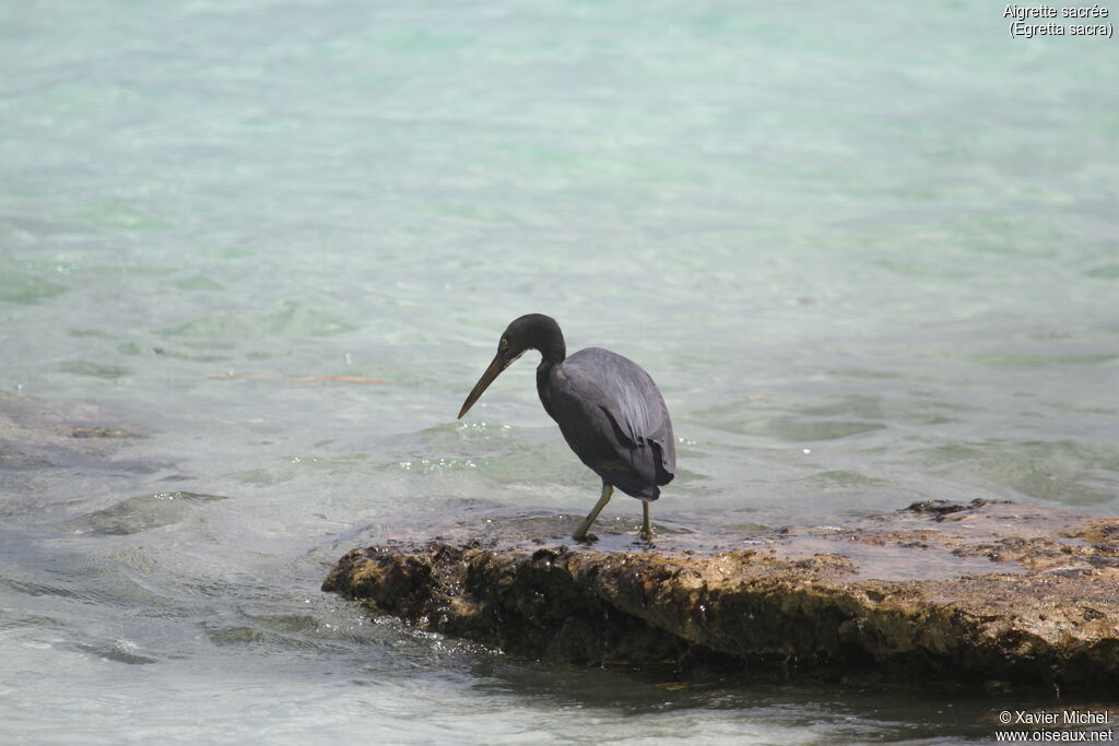 Pacific Reef Heronadult, fishing/hunting