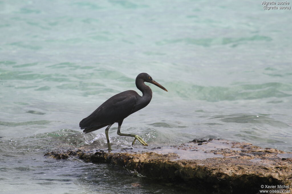 Pacific Reef Heronadult