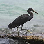 Aigrette sacrée