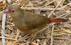 Red-billed Firefinch