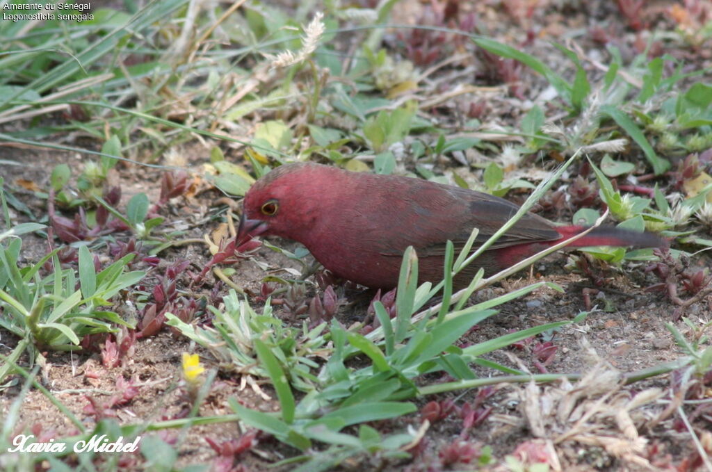 Amarante du Sénégaladulte, identification