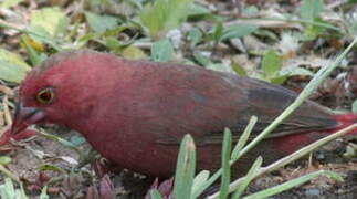 Red-billed Firefinch