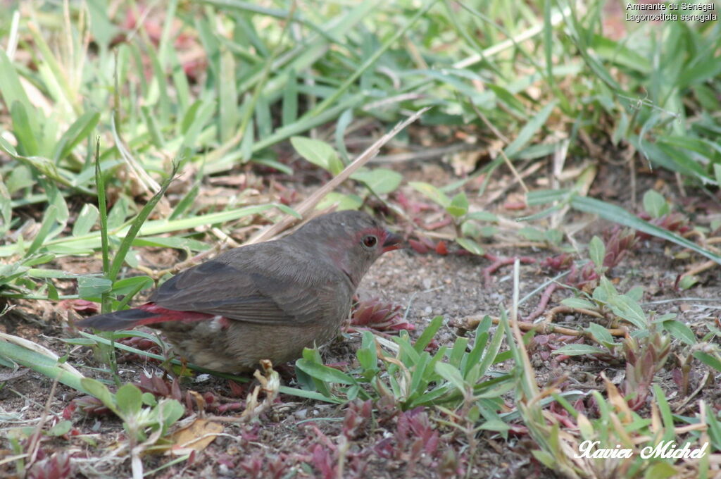 Red-billed Firefinch