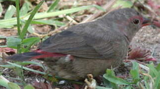 Red-billed Firefinch