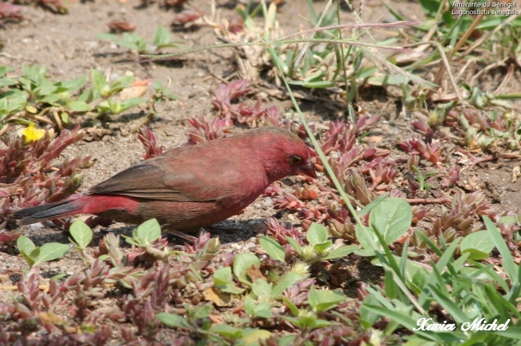 Red-billed Firefinchadult