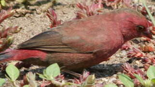 Red-billed Firefinch