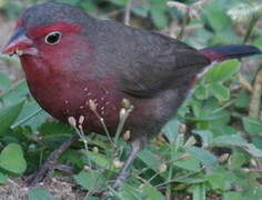 Bar-breasted Firefinch