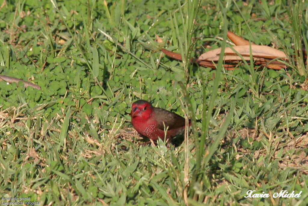 Bar-breasted Firefinch, identification