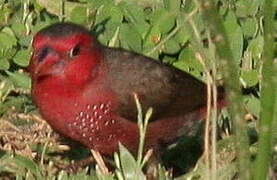 Bar-breasted Firefinch