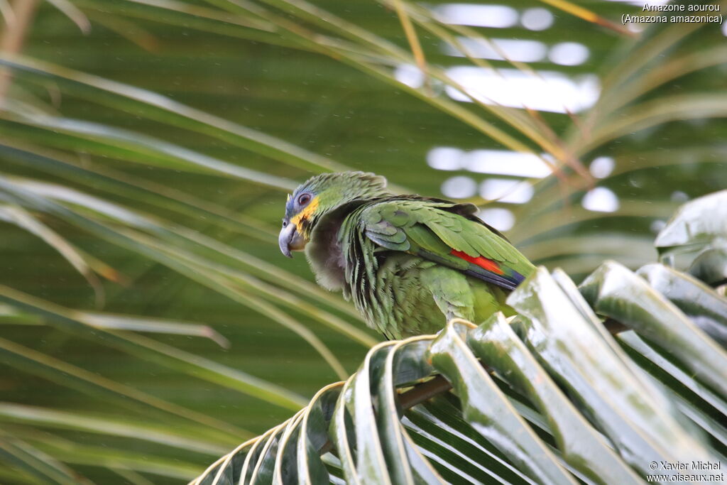 Orange-winged Amazonadult