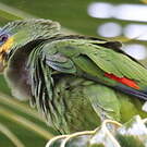 Amazone aourou