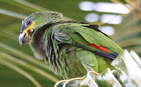 Orange-winged Amazon