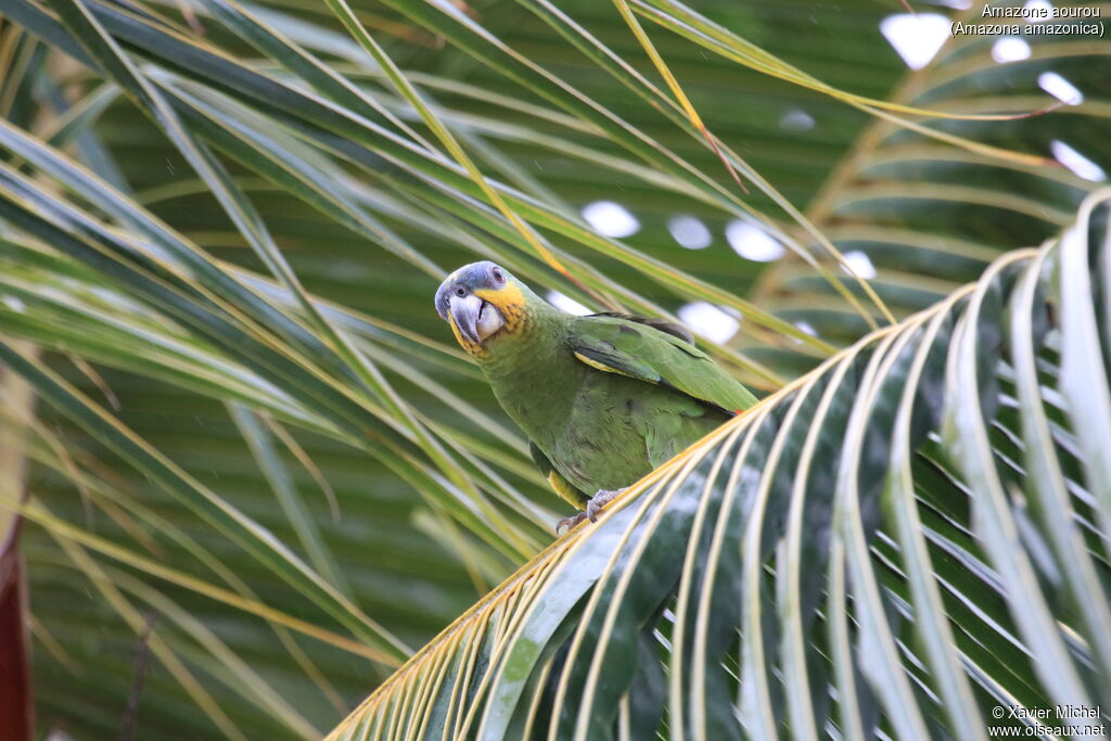 Orange-winged Amazonadult