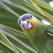 Orange-winged Amazon