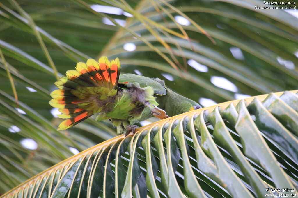 Orange-winged Amazonadult, aspect