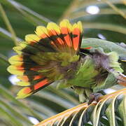 Orange-winged Amazon