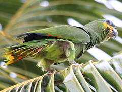 Orange-winged Amazon