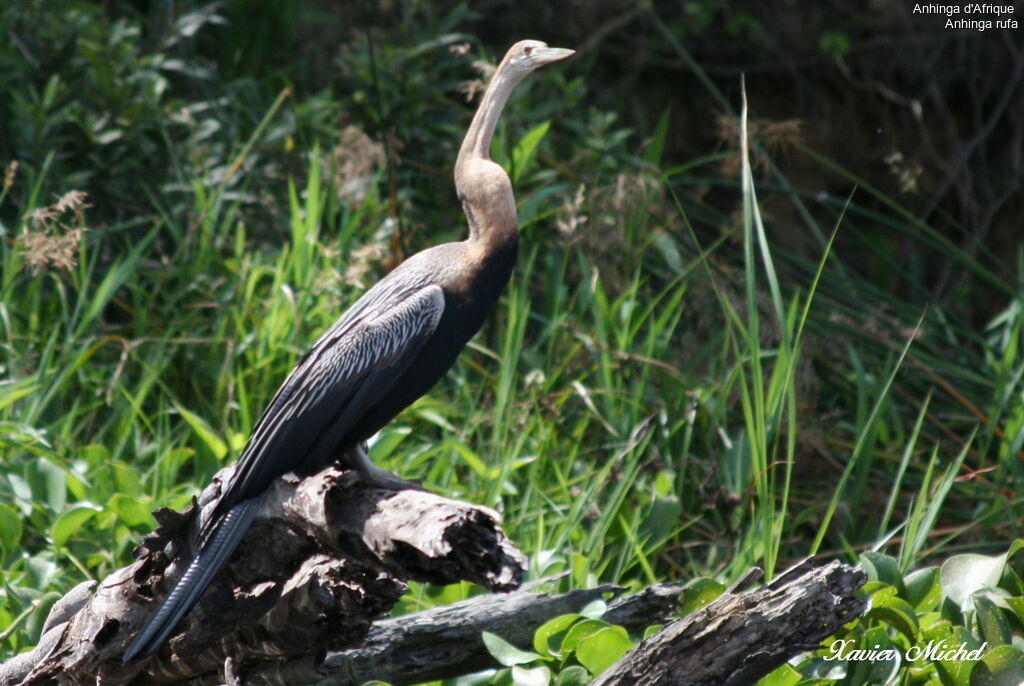 Anhinga d'Afrique