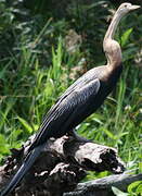 Anhinga d'Afrique