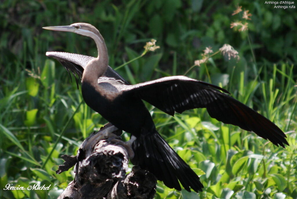 Anhinga d'Afrique