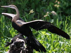 Anhinga d'Afrique