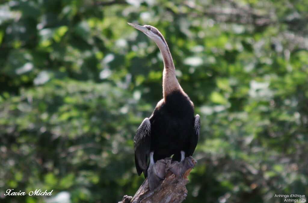 Anhinga d'Afrique