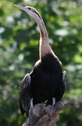 Anhinga d'Afrique