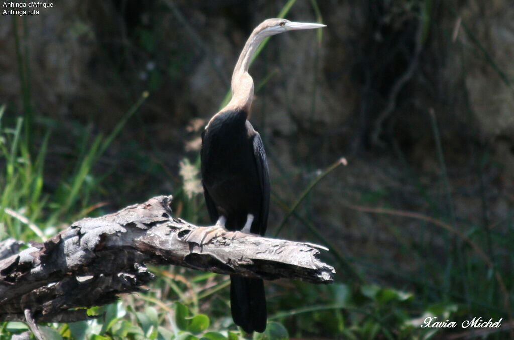 Anhinga d'Afrique