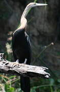 Anhinga d'Afrique