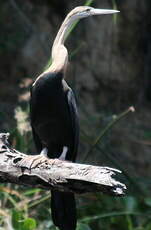 Anhinga d'Afrique