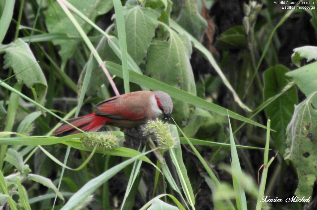 Crimson-rumped Waxbill