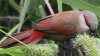 Crimson-rumped Waxbill